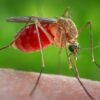 Season of West Nile virus: What you need to know about the spread, symptoms, and ways to stop it