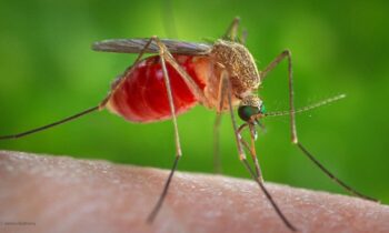 Season of West Nile virus: What you need to know about the spread, symptoms, and ways to stop it