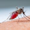 Florida issued a malaria alert. Why irresistible mosquitoes have prompted statewide concern