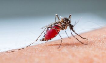 Florida issued a malaria alert. Why irresistible mosquitoes have prompted statewide concern