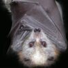 A rabid bat was discovered in the Lexington area.