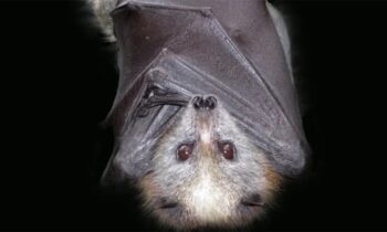 A rabid bat was discovered in the Lexington area.