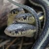 To achieve nearly perfect hexagonal scales, first gene-edited snakes employ enigmatic “Turing patterns.”