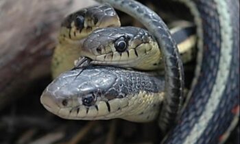 To achieve nearly perfect hexagonal scales, first gene-edited snakes employ enigmatic “Turing patterns.”