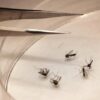 According to a study, Houston mosquito populations are declining due to increased heat.