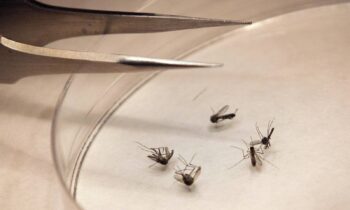 According to a study, Houston mosquito populations are declining due to increased heat.