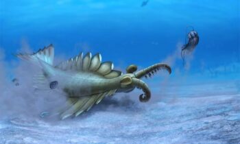 The Cambrian’s most powerful predator probably preferred soft to crunchy prey.