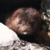 In a remarkable reversal of the domestication process, American mink re-grow their brains.
