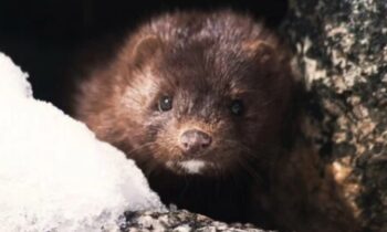 In a remarkable reversal of the domestication process, American mink re-grow their brains.