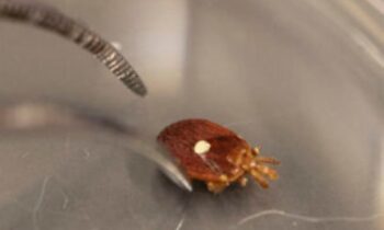 Tick-borne allergies are on the rise, according to the CDC; Ozarks lady offers assistance