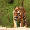 Maharashtra to Odisha: Tiger ventures 2000 km looking for new home, mate