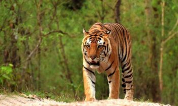 Maharashtra to Odisha: Tiger ventures 2000 km looking for new home, mate