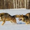 New Minnesota deer hunting gathering to hold gatherings on wolves