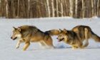 New Minnesota deer hunting gathering to hold gatherings on wolves