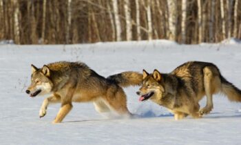 New Minnesota deer hunting gathering to hold gatherings on wolves