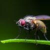 Low-calorie diet may be key to longer life at any age, according to a fruit fly study