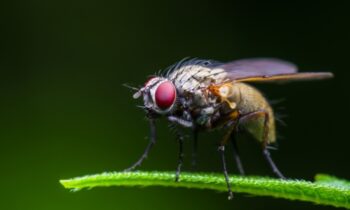 Low-calorie diet may be key to longer life at any age, according to a fruit fly study