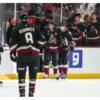 Coyotes in Arizona Wrap Up their Season on a Melancholy Note